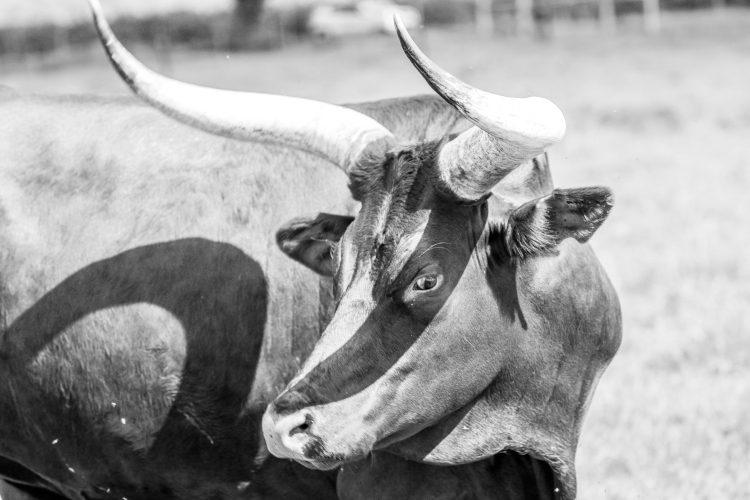 From the Dot-com Bubble to Cryptocurrency: Veteran Analysts Believe the Bull Market is Not Over